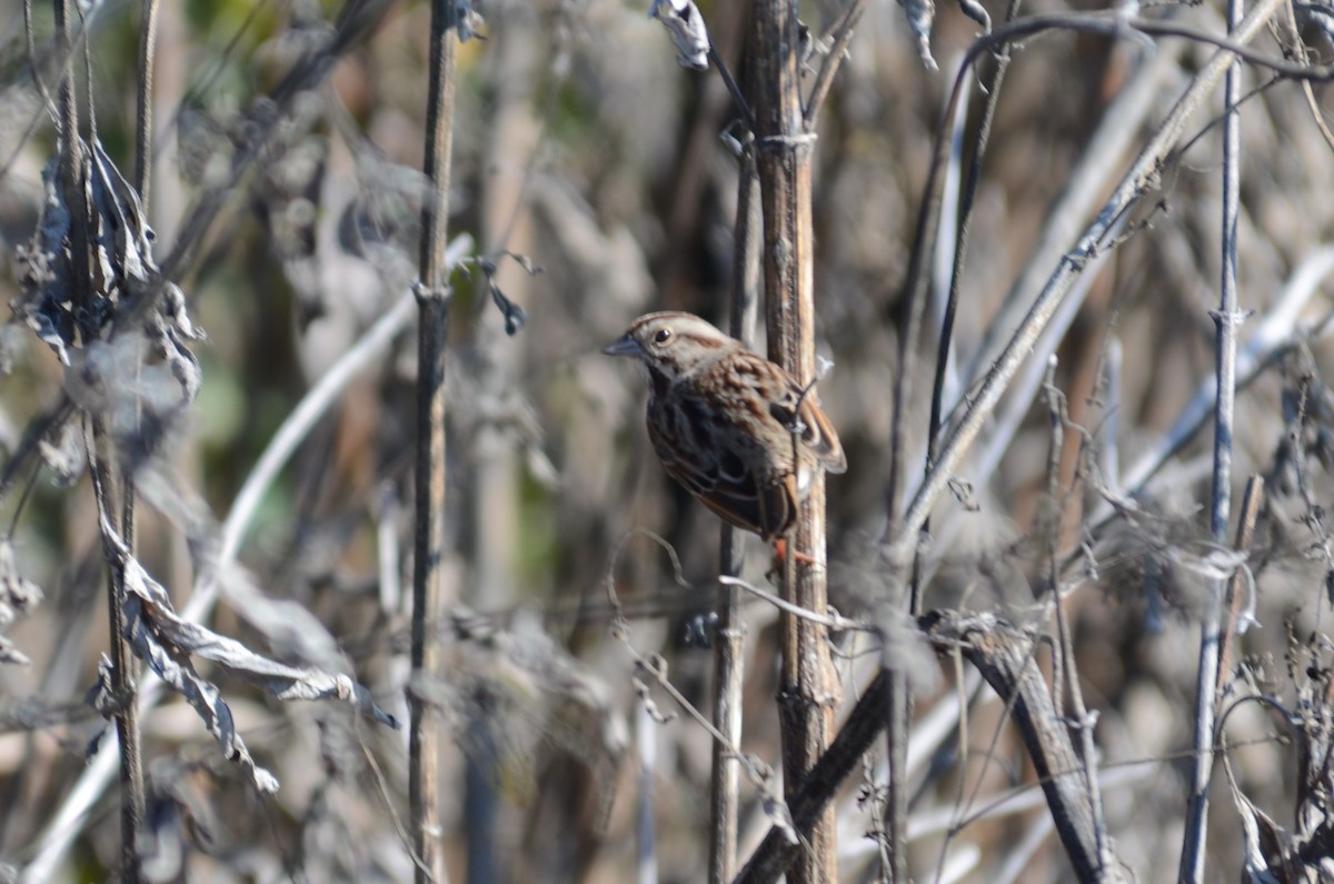 Song Sparrow - ML642401842