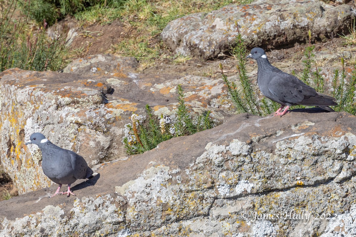 White-collared Pigeon - ML642401872