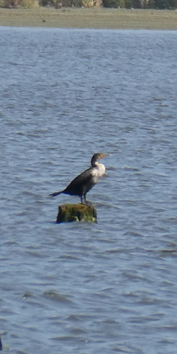Cormoran à aigrettes - ML642401913