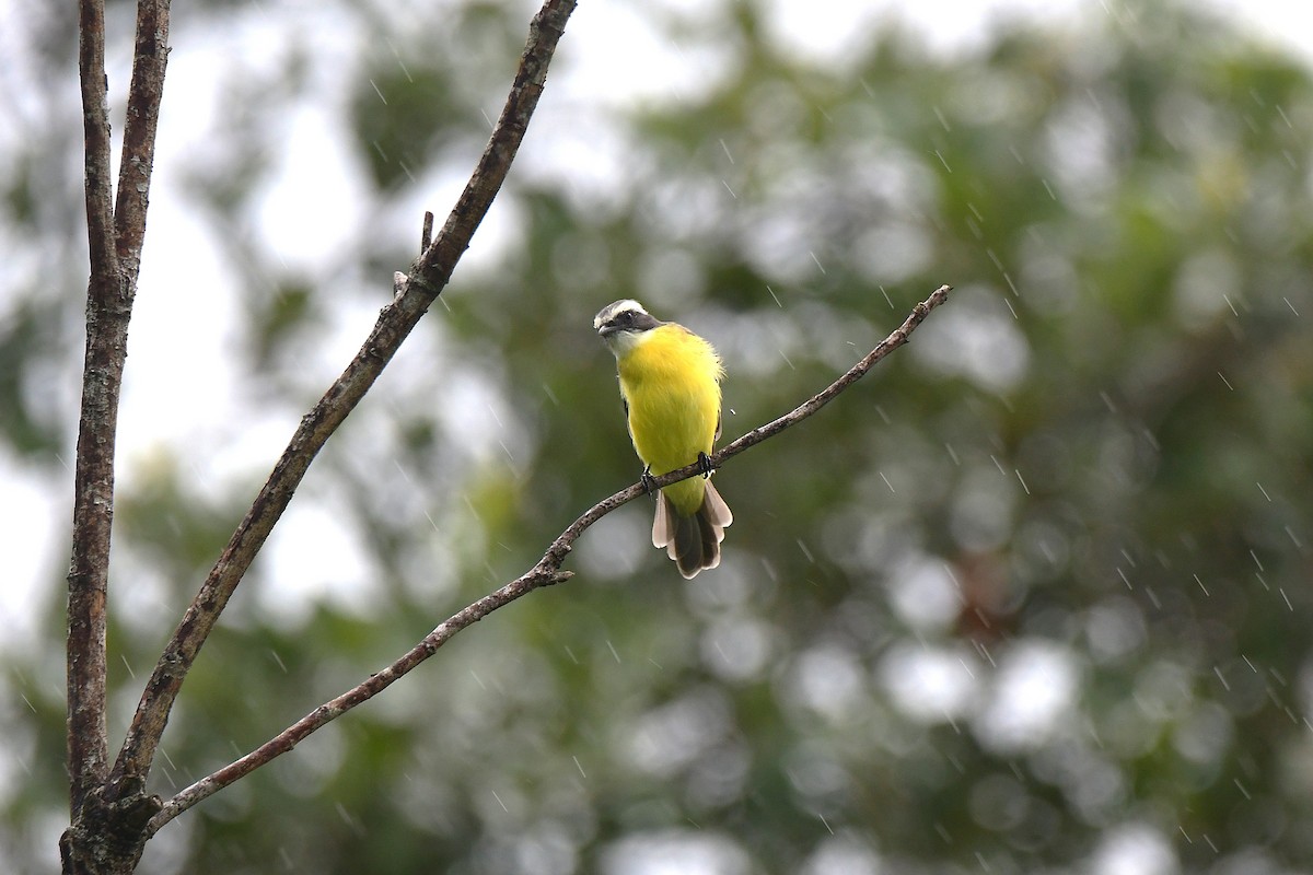 Social Flycatcher - ML642401925