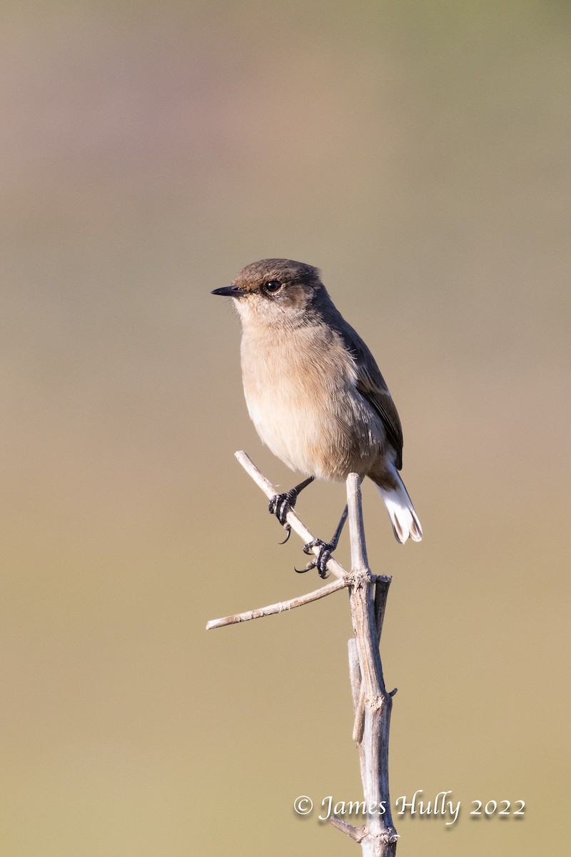 Moorland Chat (Abyssinian) - ML642401926