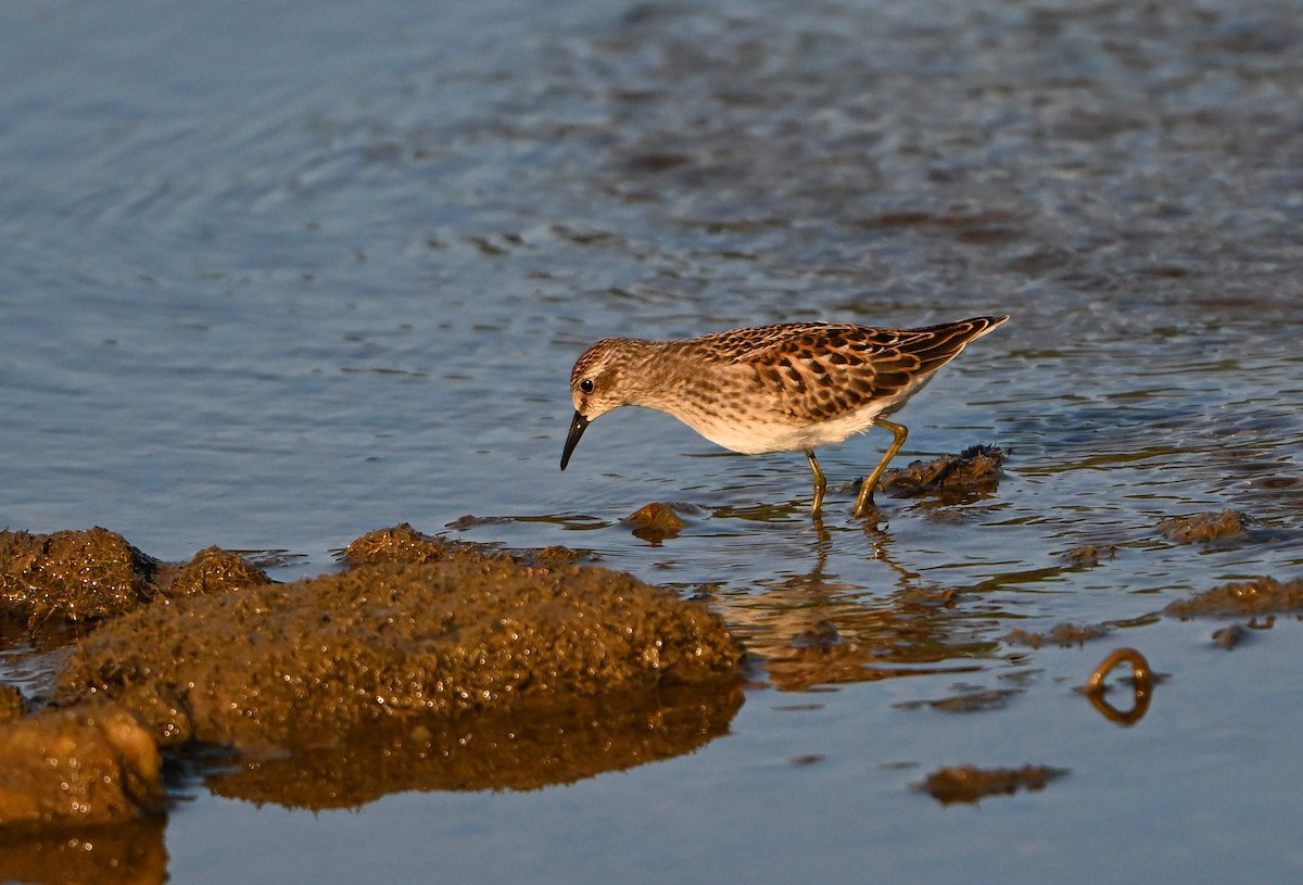 Least Sandpiper - ML642401930