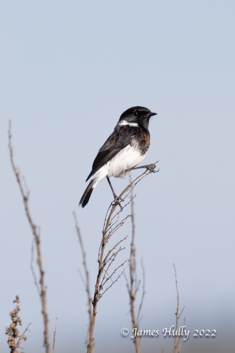 African Stonechat - ML642401932