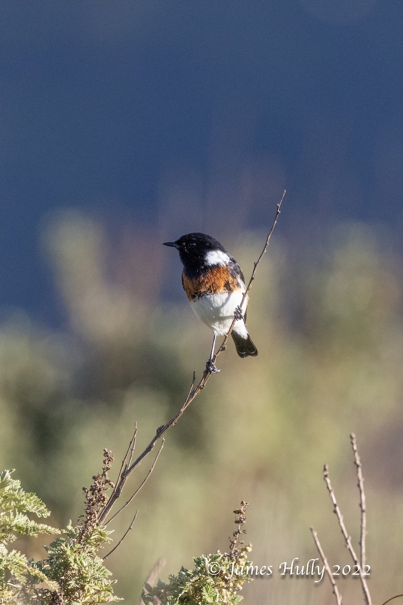 African Stonechat - ML642401935