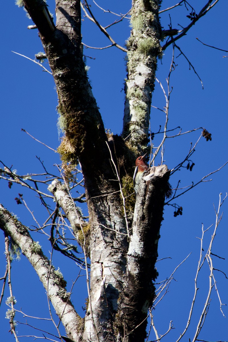 Red-breasted Sapsucker (ruber) - ML642401941