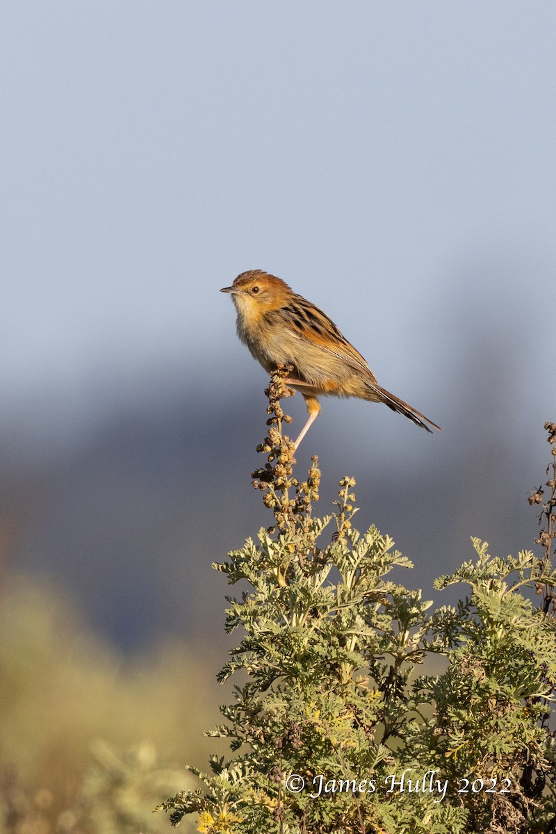 Ethiopian Cisticola - ML642401957