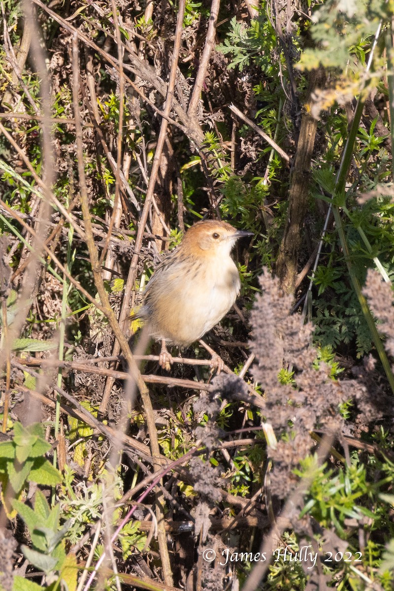 Ethiopian Cisticola - ML642401959