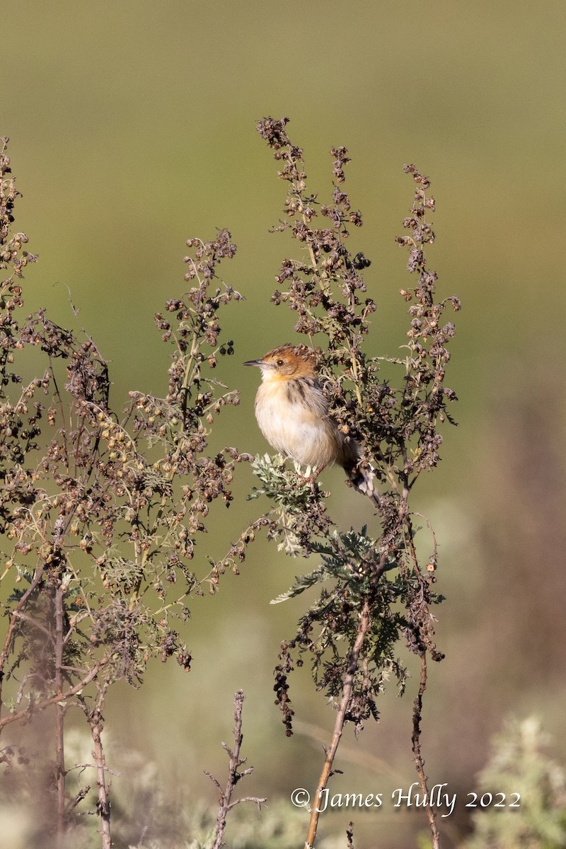 Ethiopian Cisticola - ML642401960