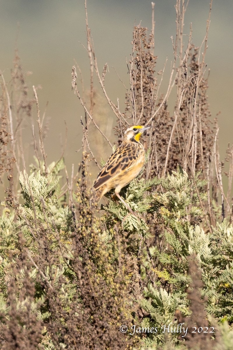 Abyssinian Longclaw - ML642401973