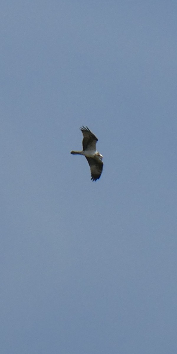 Balbuzard pêcheur - ML642401974