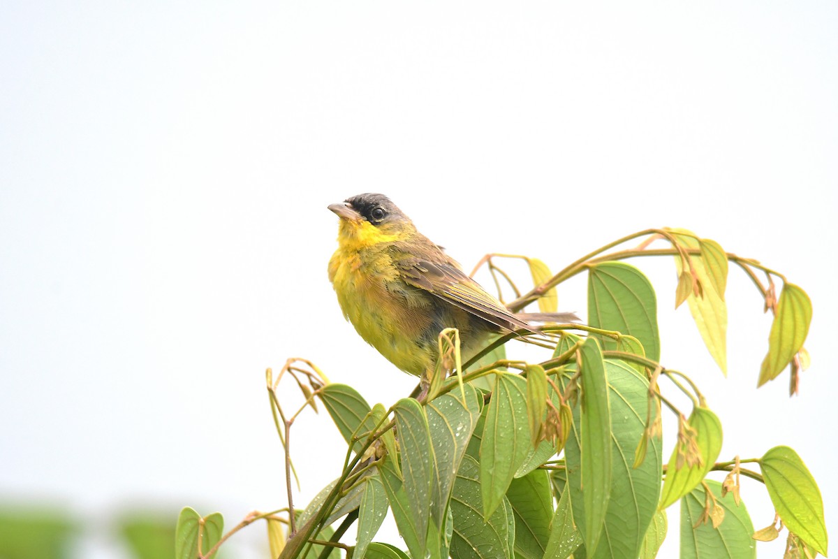 Gray-crowned Yellowthroat - ML642402012