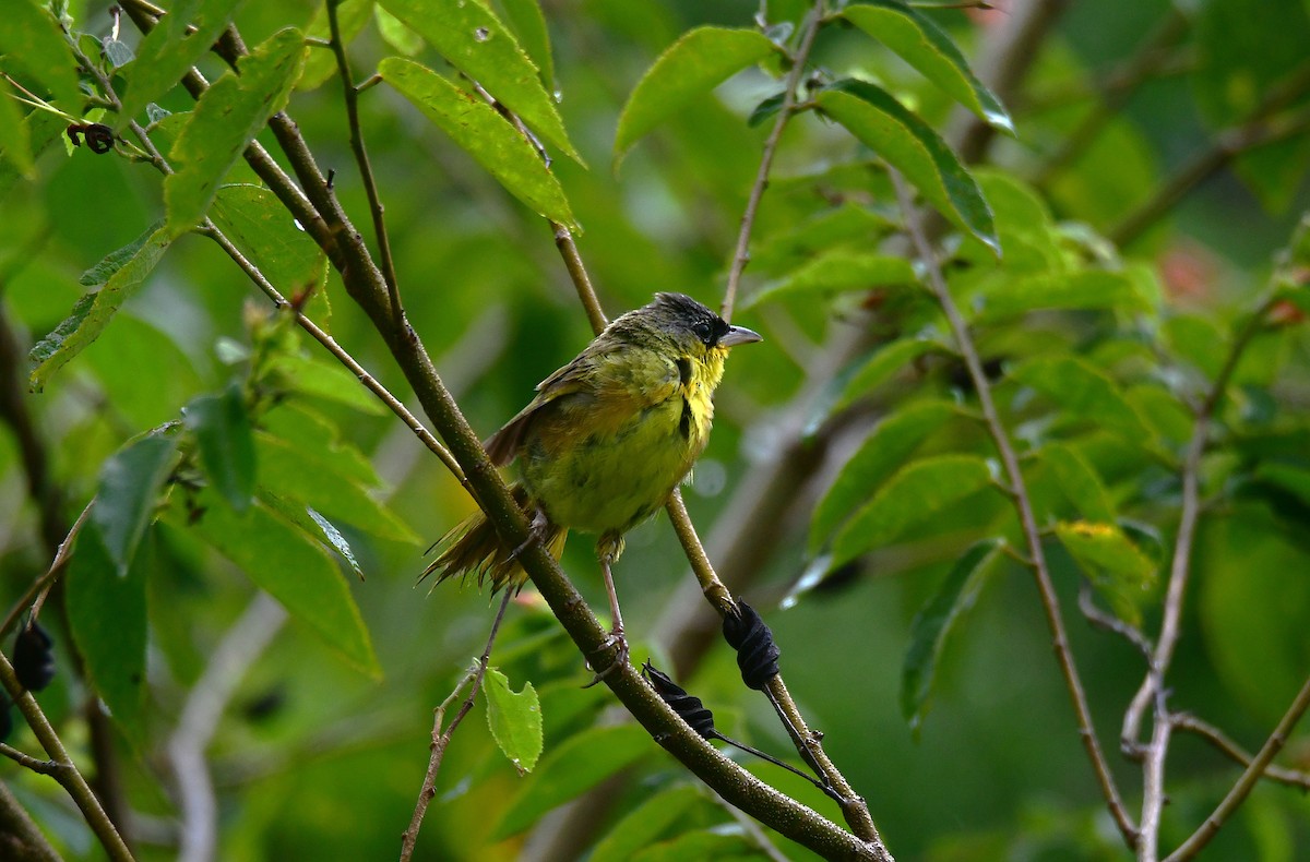 Gray-crowned Yellowthroat - ML642402013