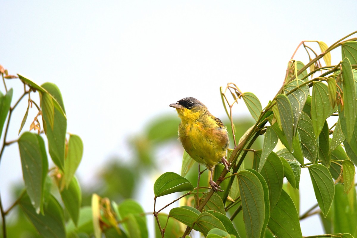 Gray-crowned Yellowthroat - ML642402014