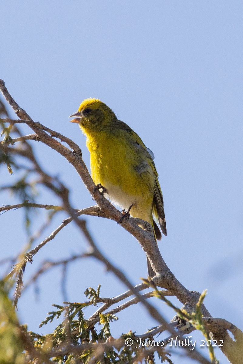 Yellow-crowned Canary - ML642402026