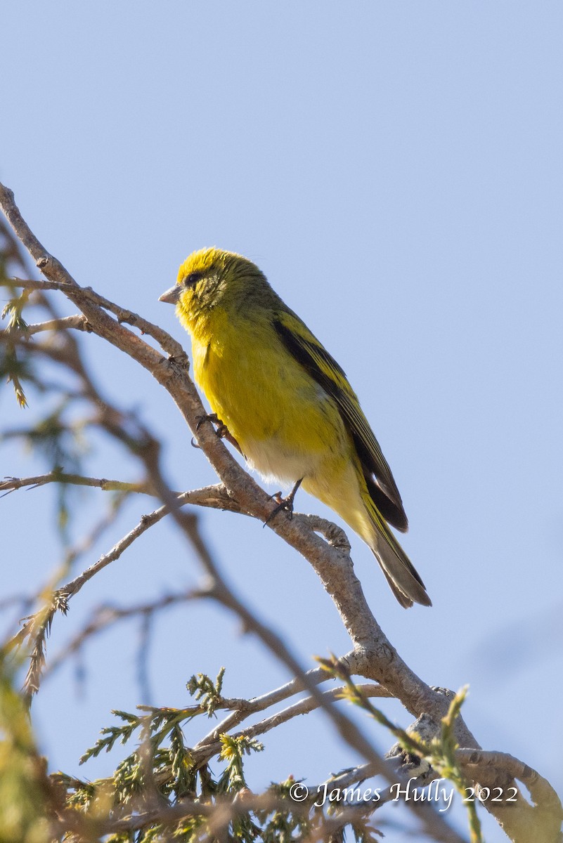 Yellow-crowned Canary - ML642402027