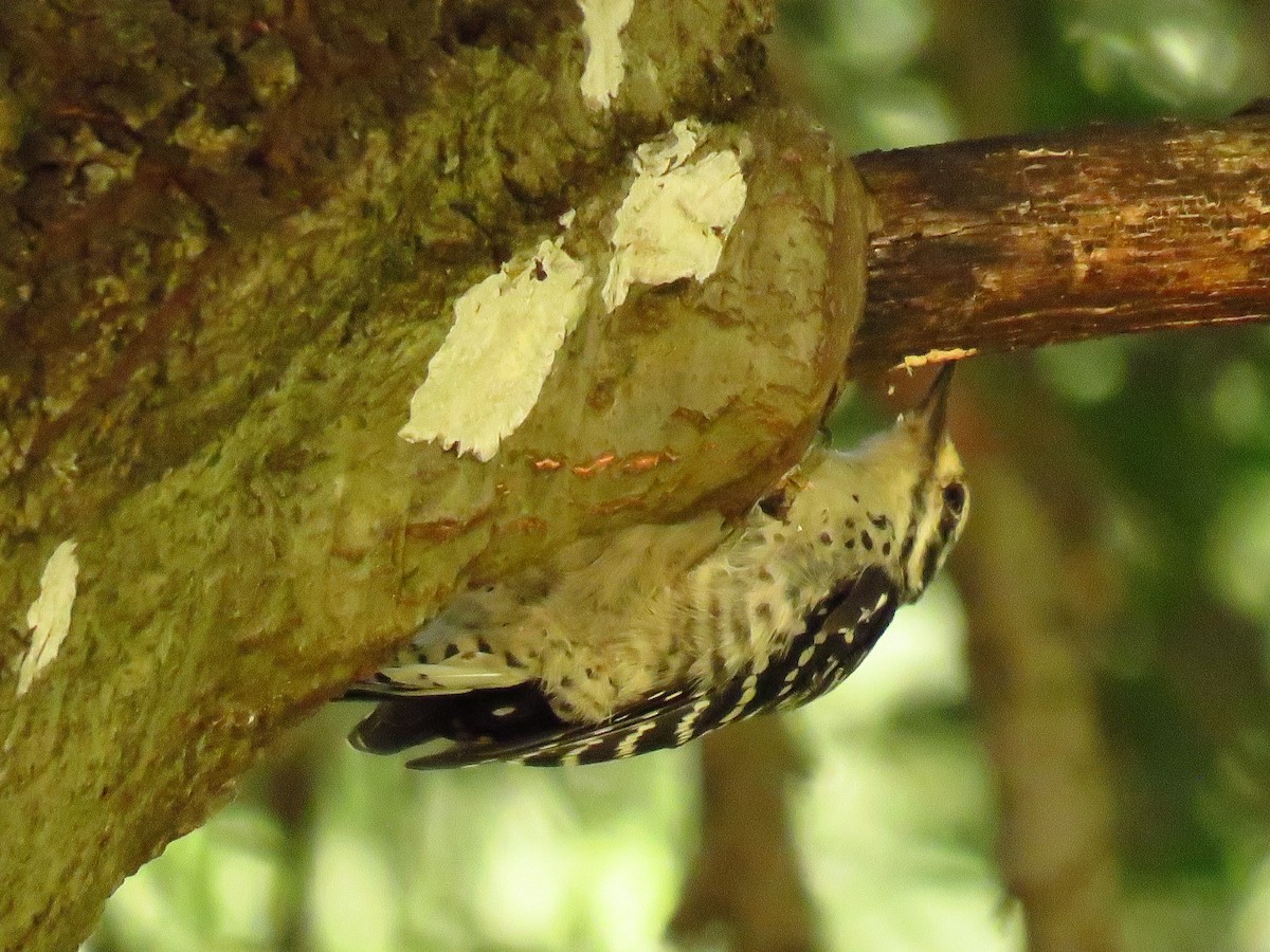Nuttall's Woodpecker - ML642402030