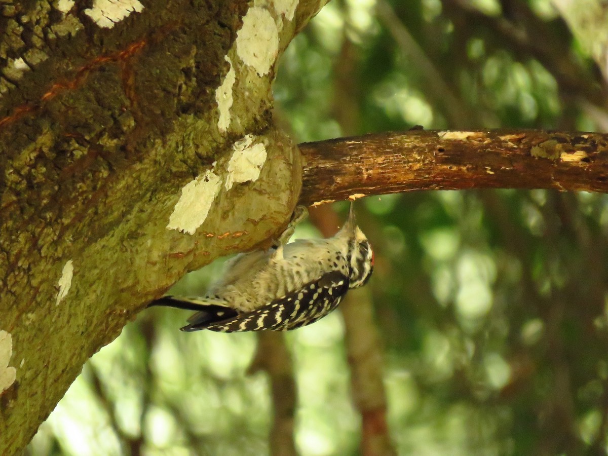 Nuttall's Woodpecker - ML642402069