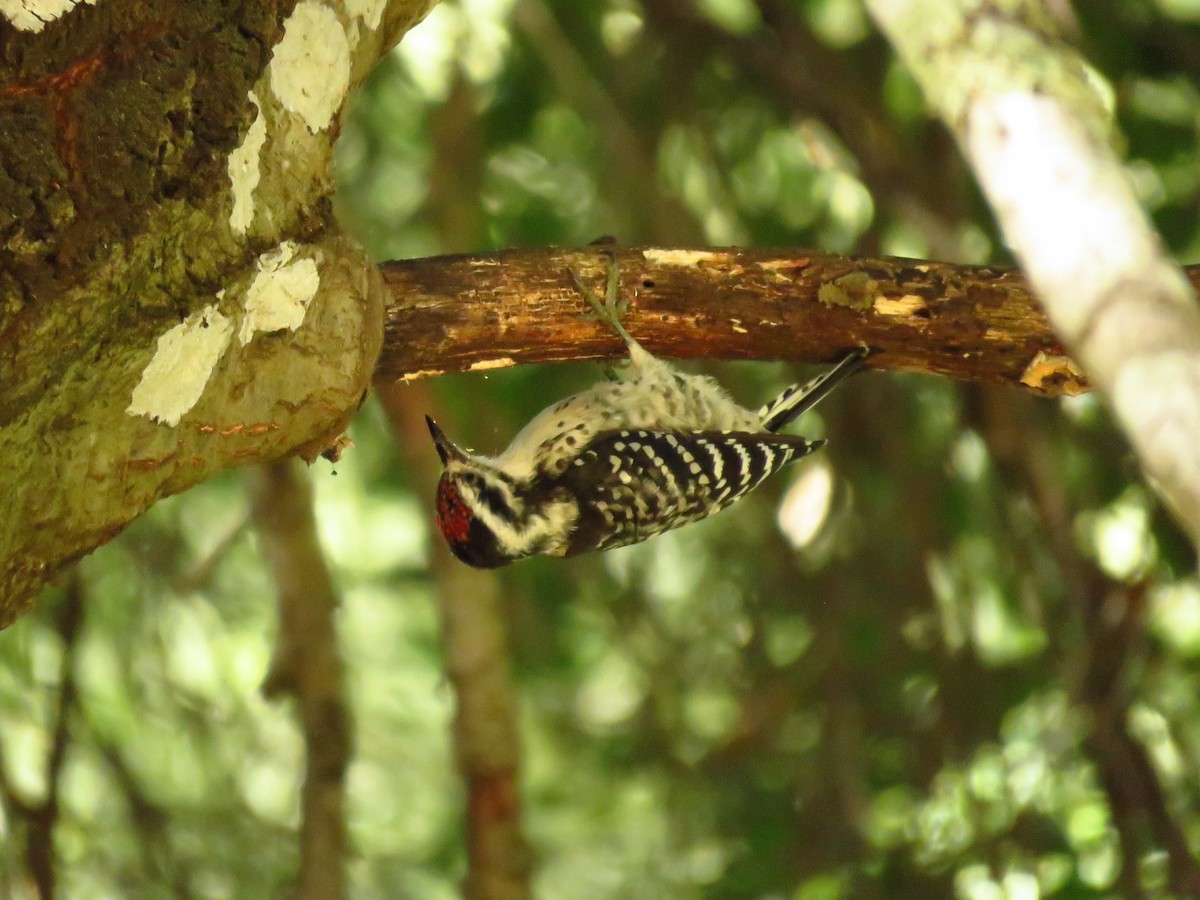 Nuttall's Woodpecker - ML642402084