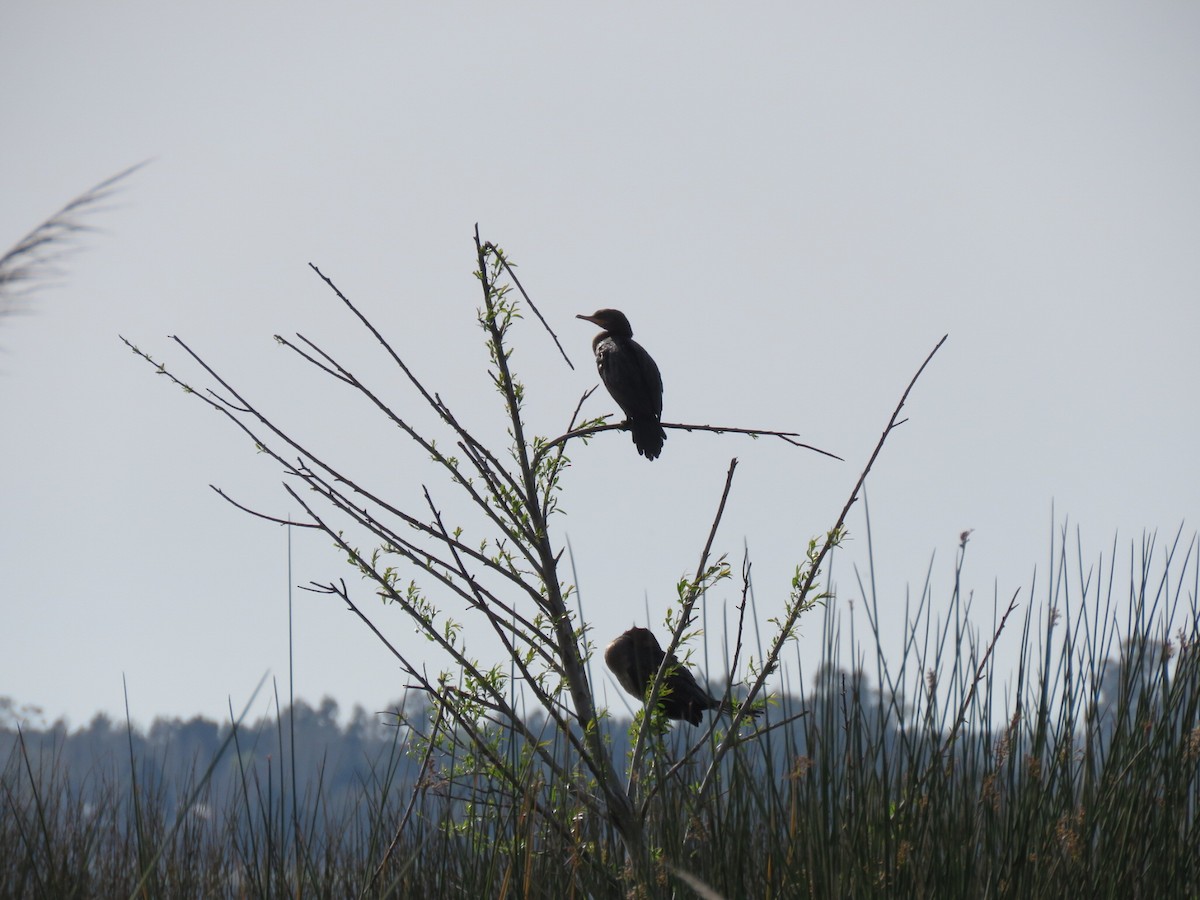 Neotropic Cormorant - ML642402100