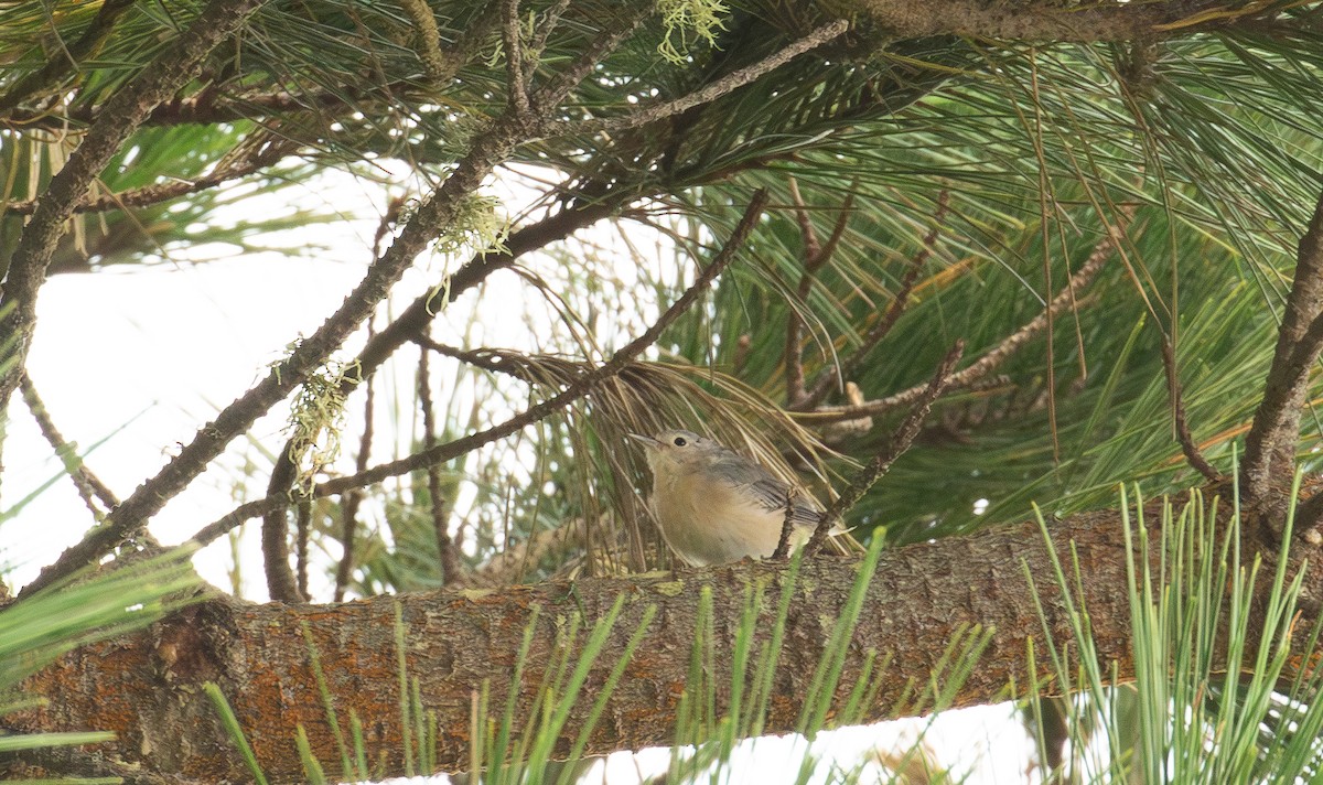Lucy's Warbler - ML642402189