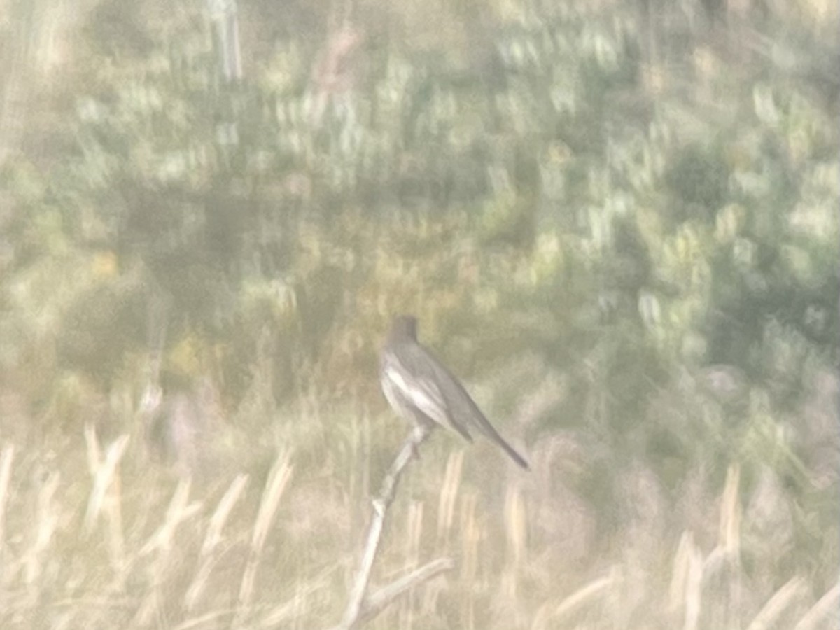 Ring Ouzel - ML642402206