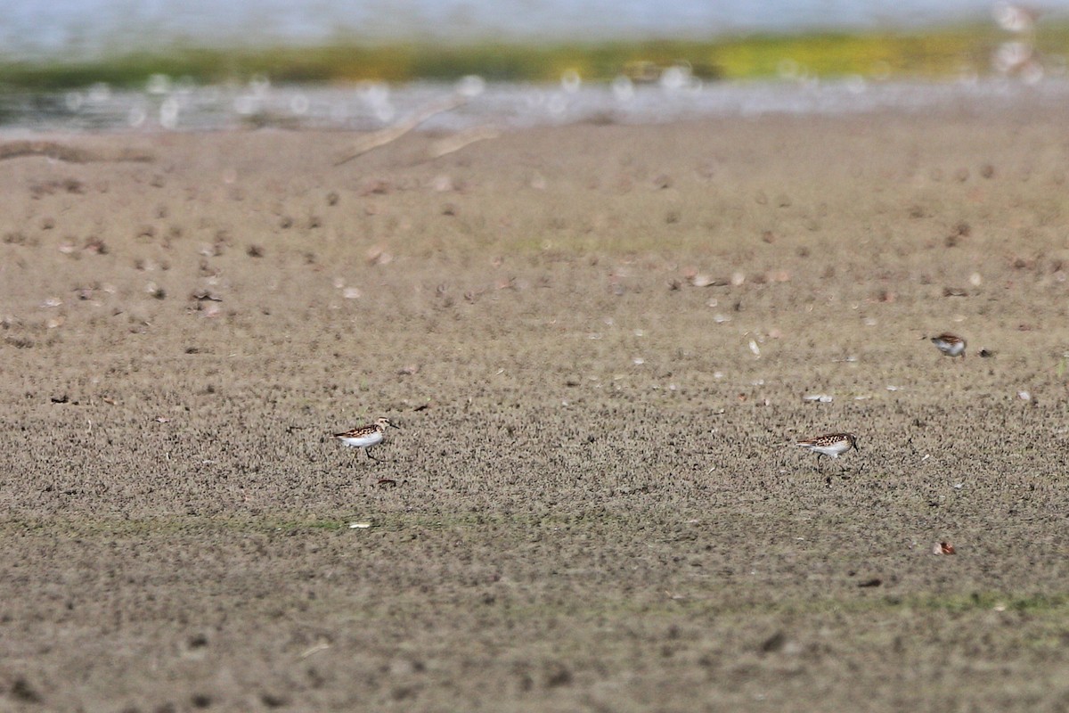 Least Sandpiper - ML642402291