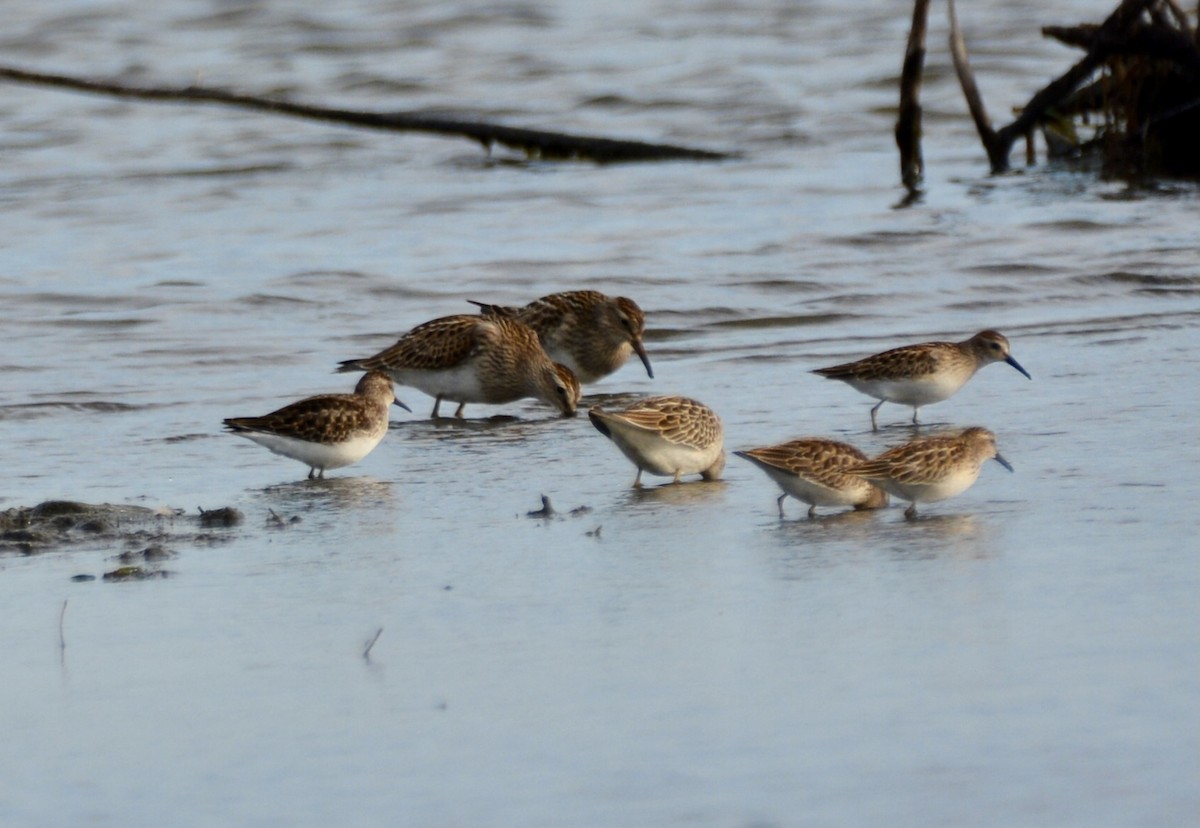 Least Sandpiper - ML642402301