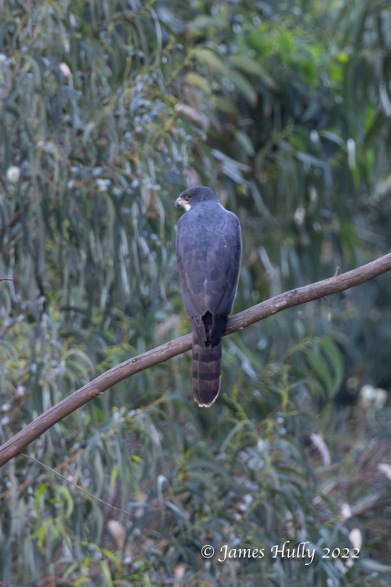 Black Goshawk - ML642402339