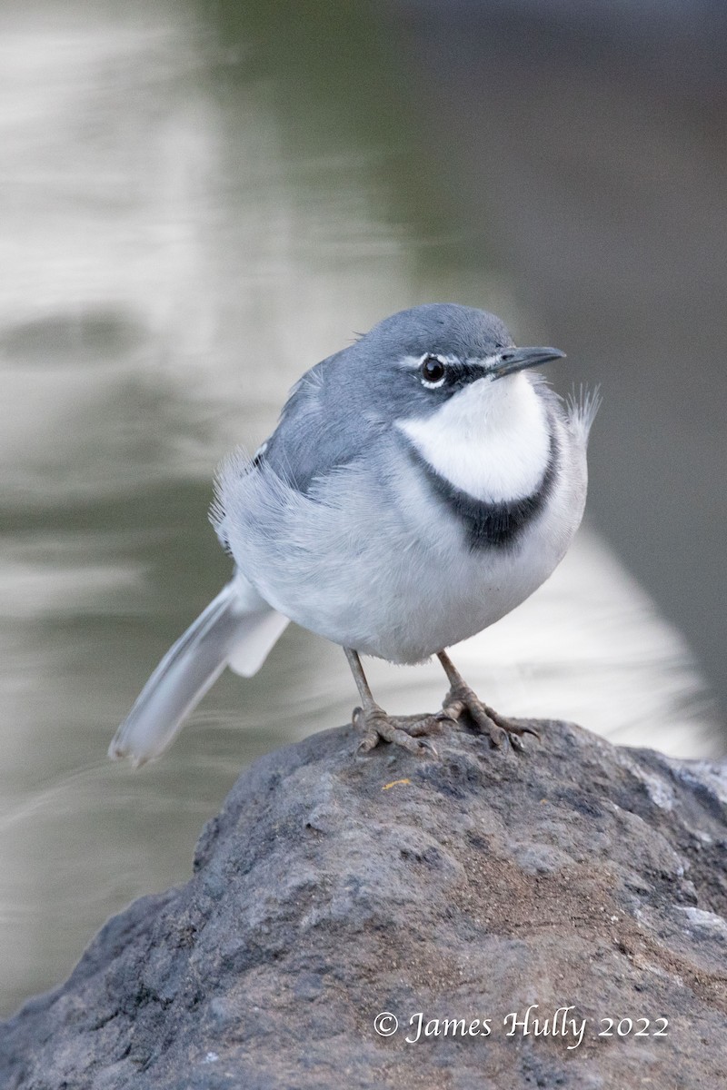 Mountain Wagtail - ML642402349