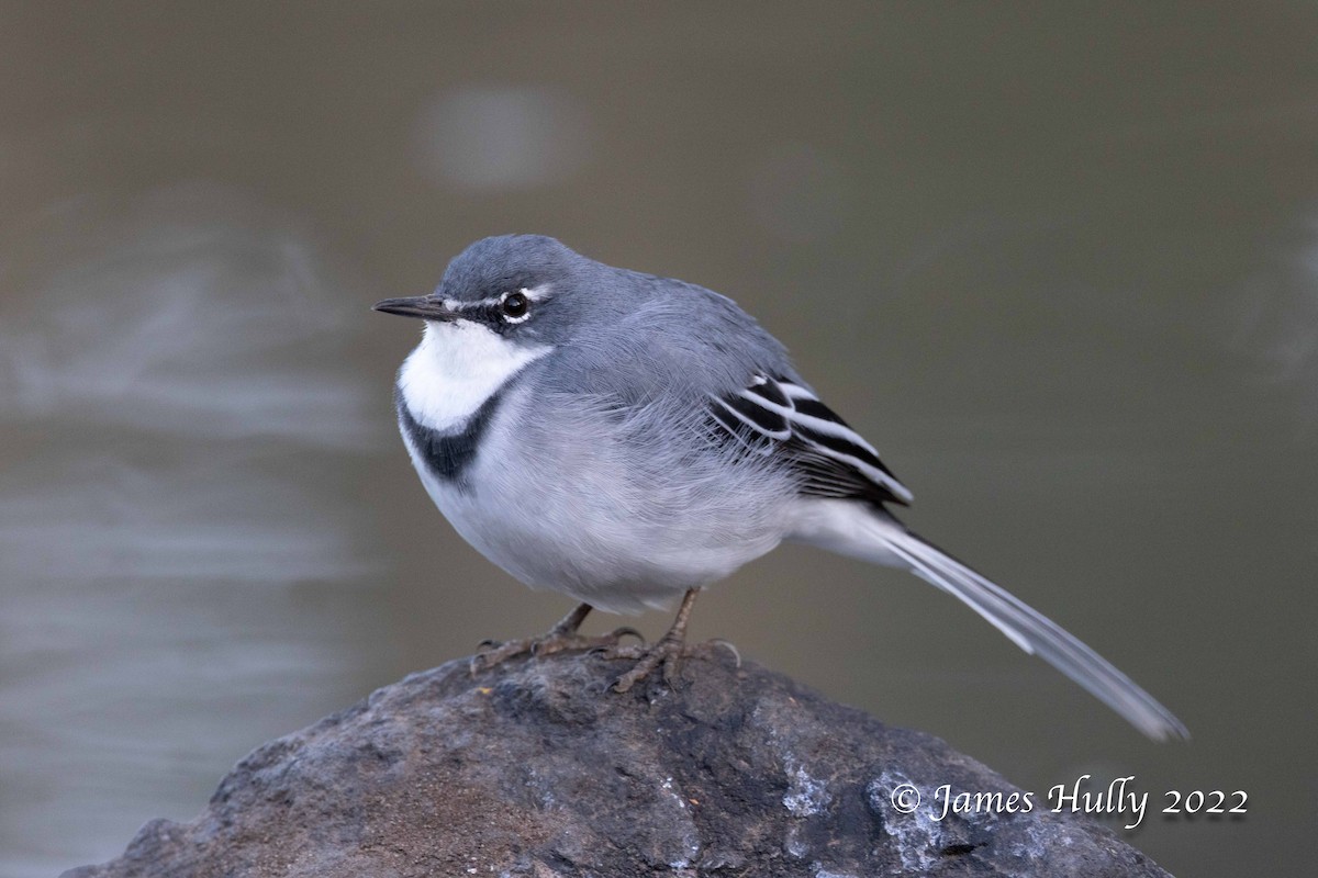 Mountain Wagtail - ML642402352