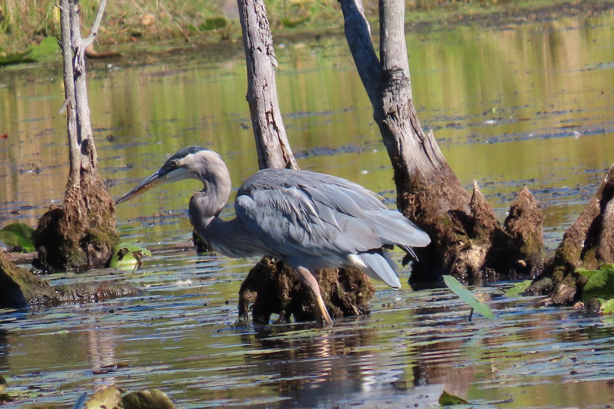 Great Blue Heron - ML642402357