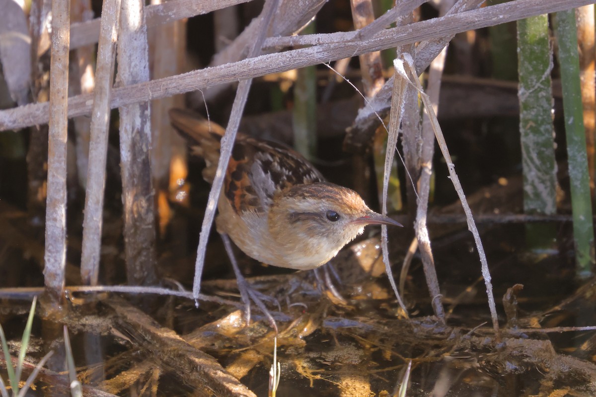 Wren-like Rushbird - ML642402359