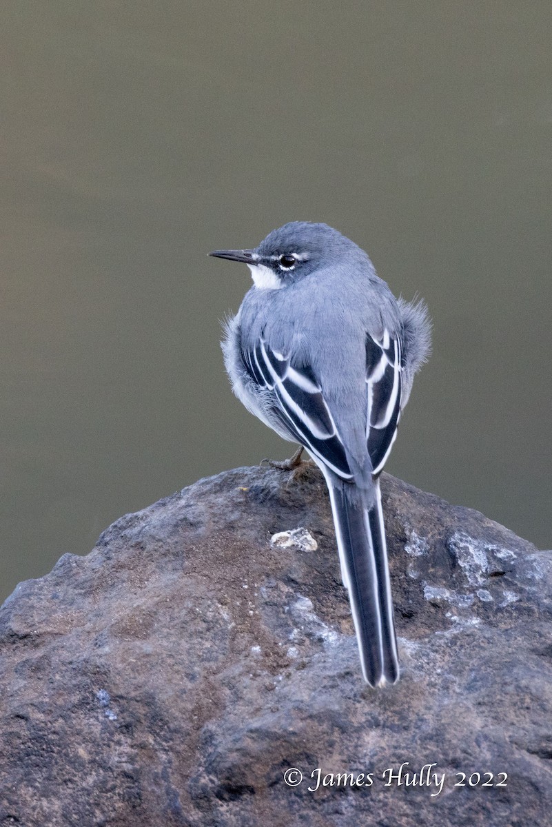 Mountain Wagtail - ML642402360