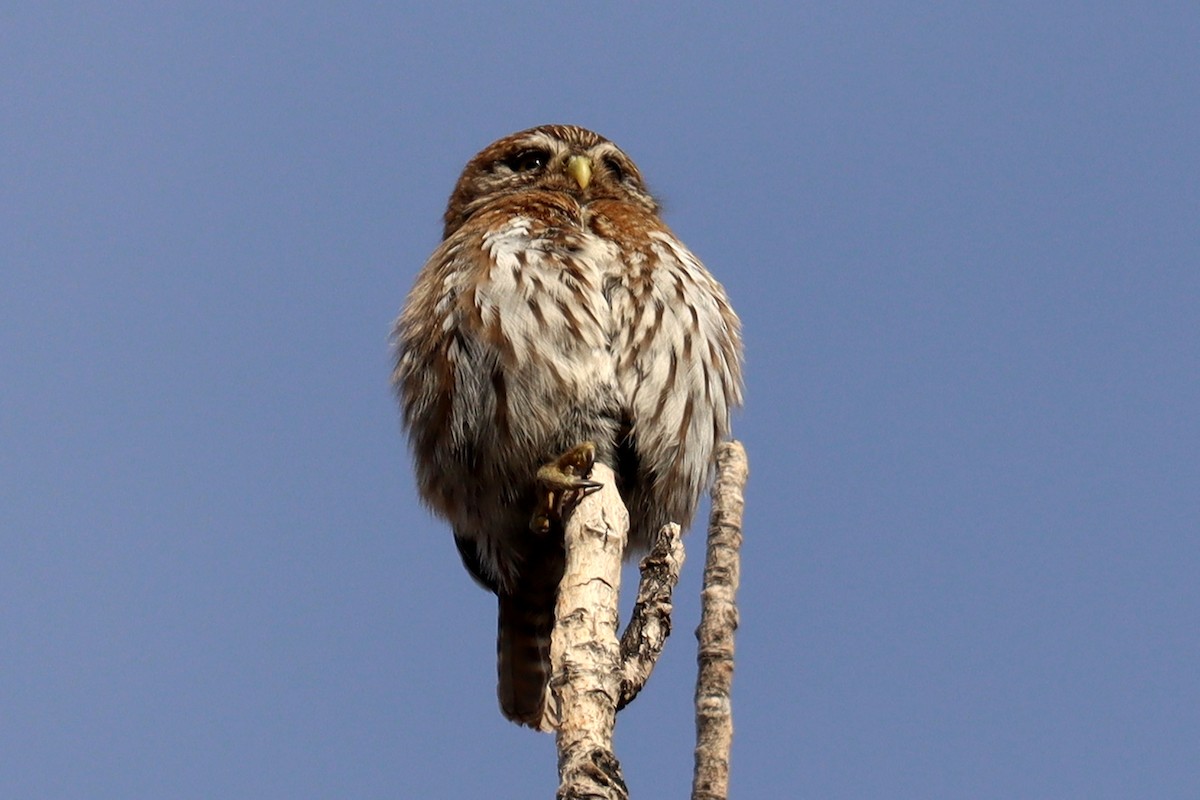 Austral Pygmy-Owl - ML642402365