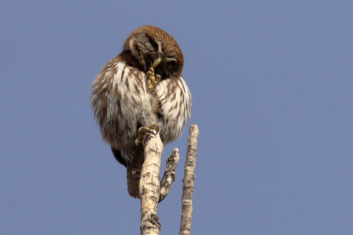 Austral Pygmy-Owl - ML642402366