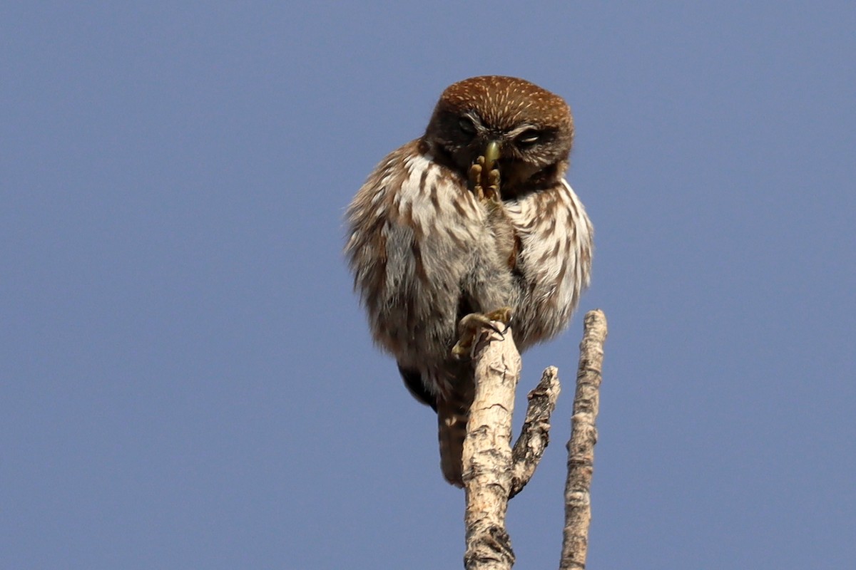 Austral Pygmy-Owl - ML642402367