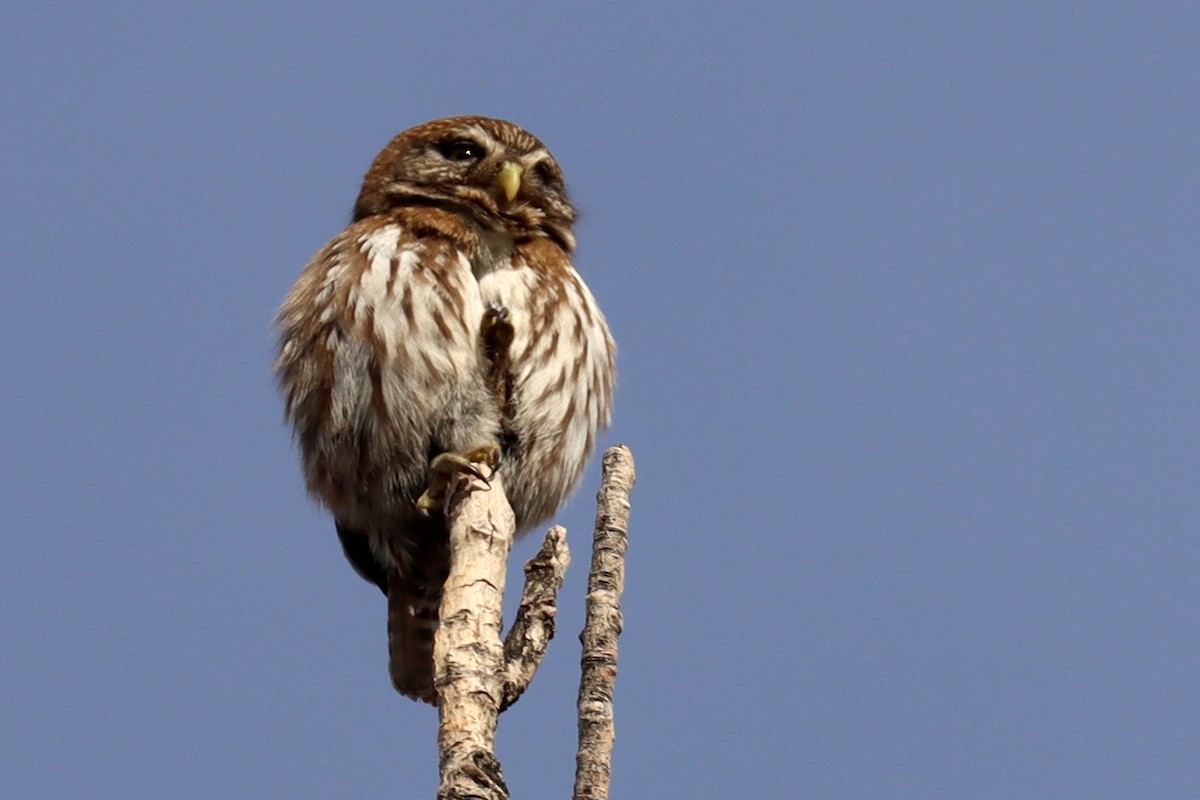 Austral Pygmy-Owl - ML642402369