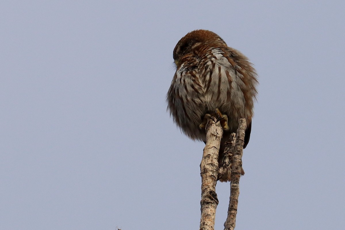 Austral Pygmy-Owl - ML642402370