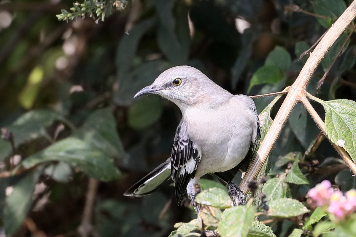 Northern Mockingbird - ML642402383