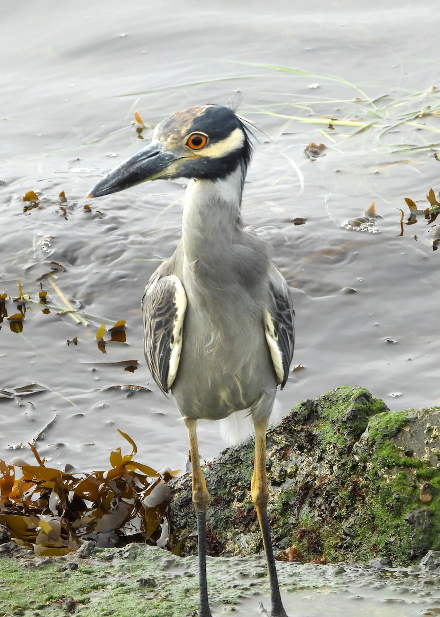 Yellow-crowned Night Heron - ML642402384