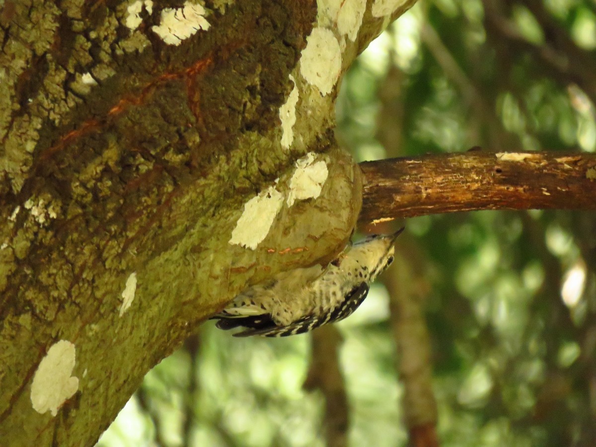 Nuttall's Woodpecker - ML642402385