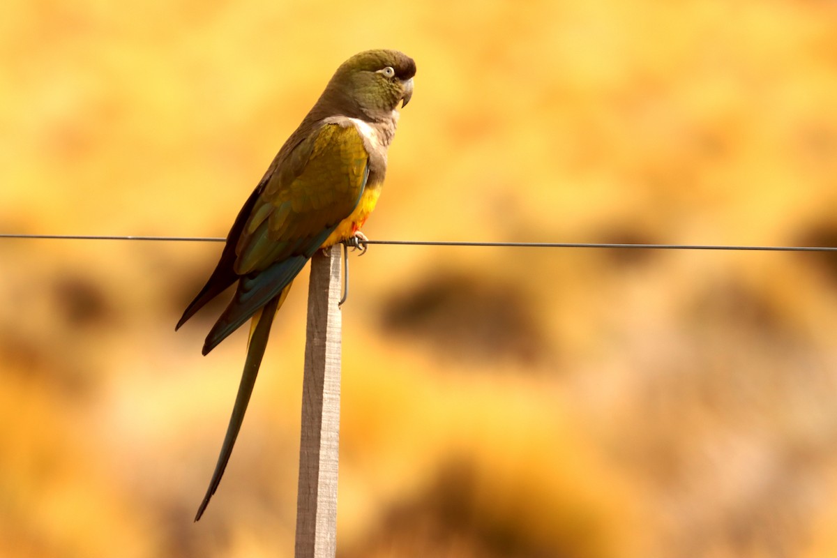 Burrowing Parakeet - ML642402388