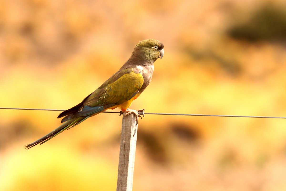 Burrowing Parakeet - ML642402390