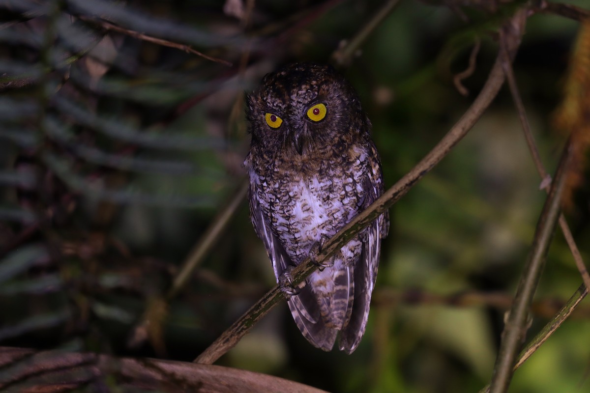 Mindanao Scops-Owl - ML642402401