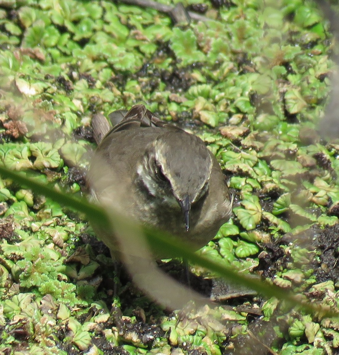 Buff-winged Cinclodes - ML642402408