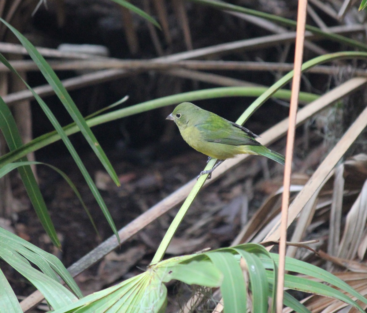 Painted Bunting - ML642402410