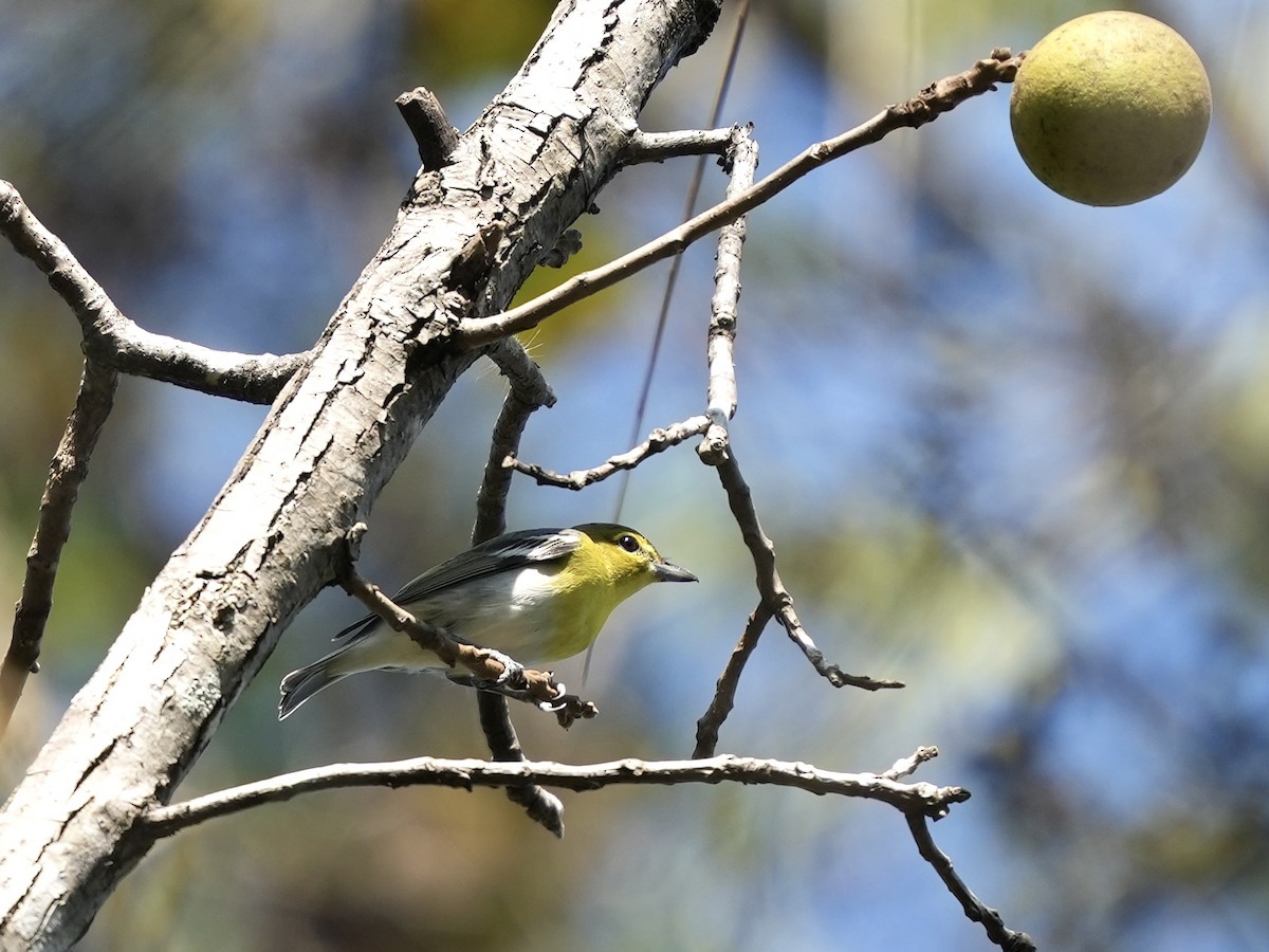 Yellow-throated Vireo - ML642402412