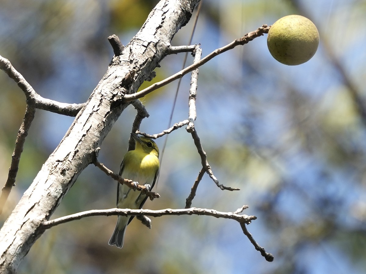 Yellow-throated Vireo - ML642402413