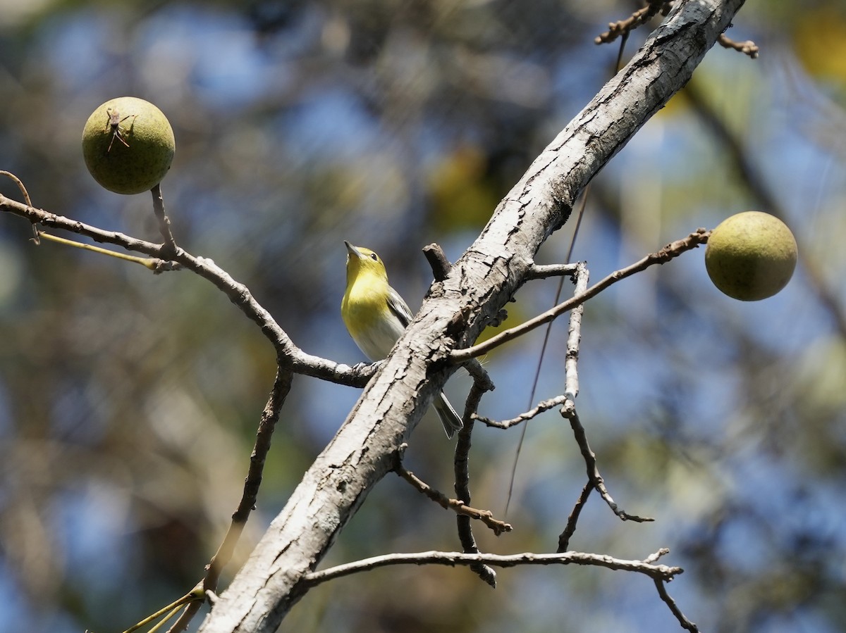 Yellow-throated Vireo - ML642402414