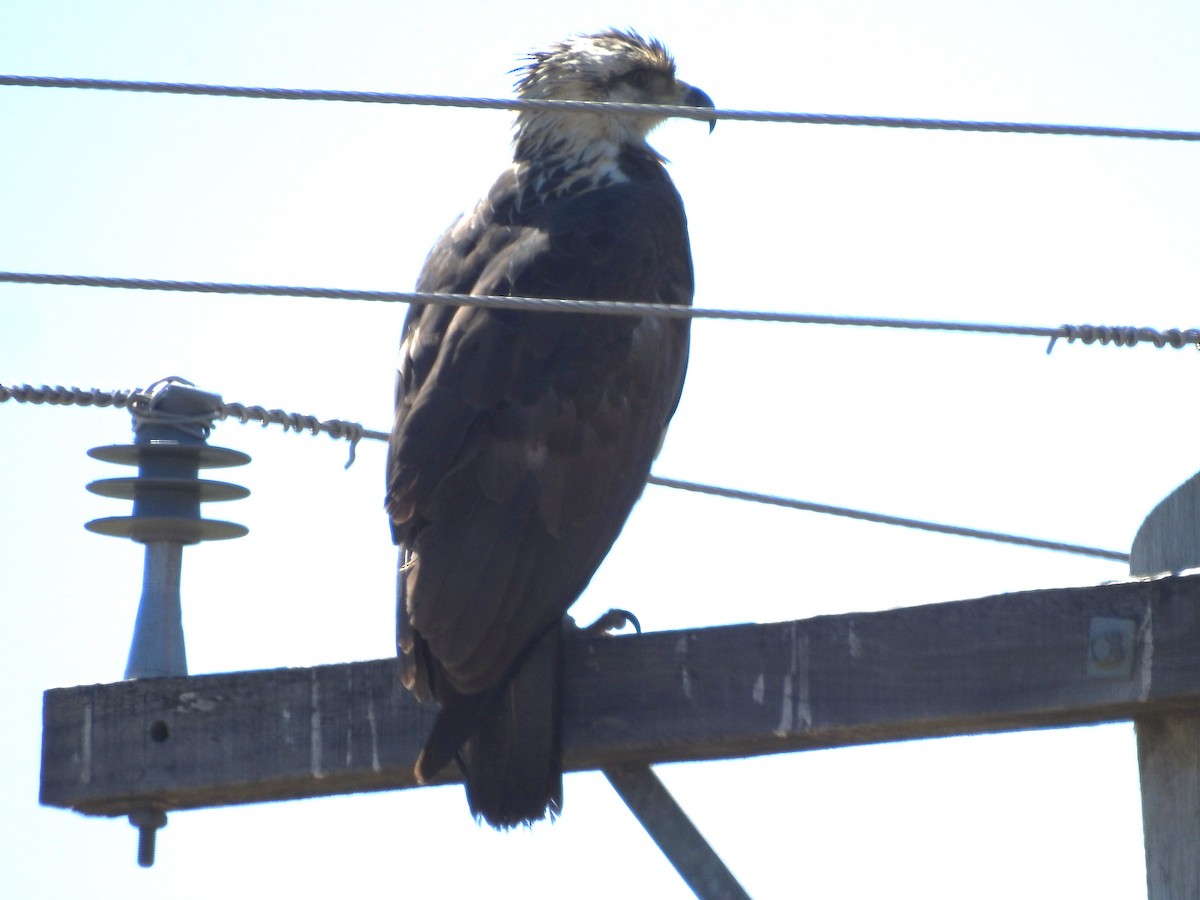 Chaco Eagle - ML642402416